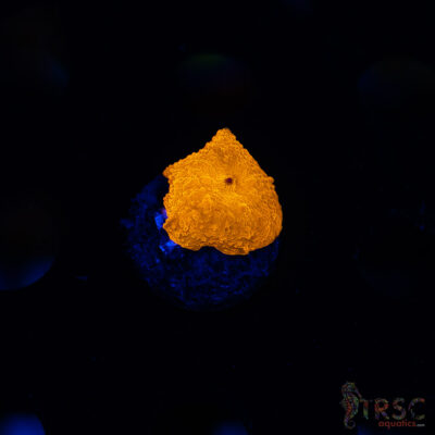 Orange Jawbreaker Shroom (Green/Red Parent) B07