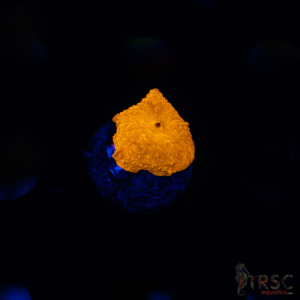 Orange Jawbreaker Shroom (Green/Red Parent) B07 3 Orange Jawbreaker Shroom (Green/Red Parent) B07