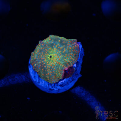 Atlantis Rainbow Discosoma C01