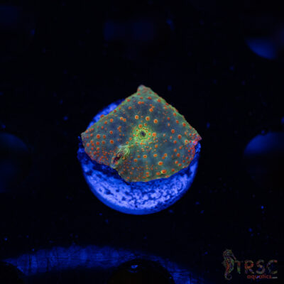 Atlantis Rainbow Discosoma C02