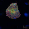 Atlantis Rainbow Discosoma C03 2 TRSC 10282025 SHROOM C03