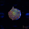 Atlantis Rainbow Discosoma C04 2 TRSC 10282025 SHROOM C04