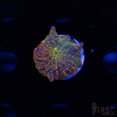 Atlantis Rainbow Discosoma C04