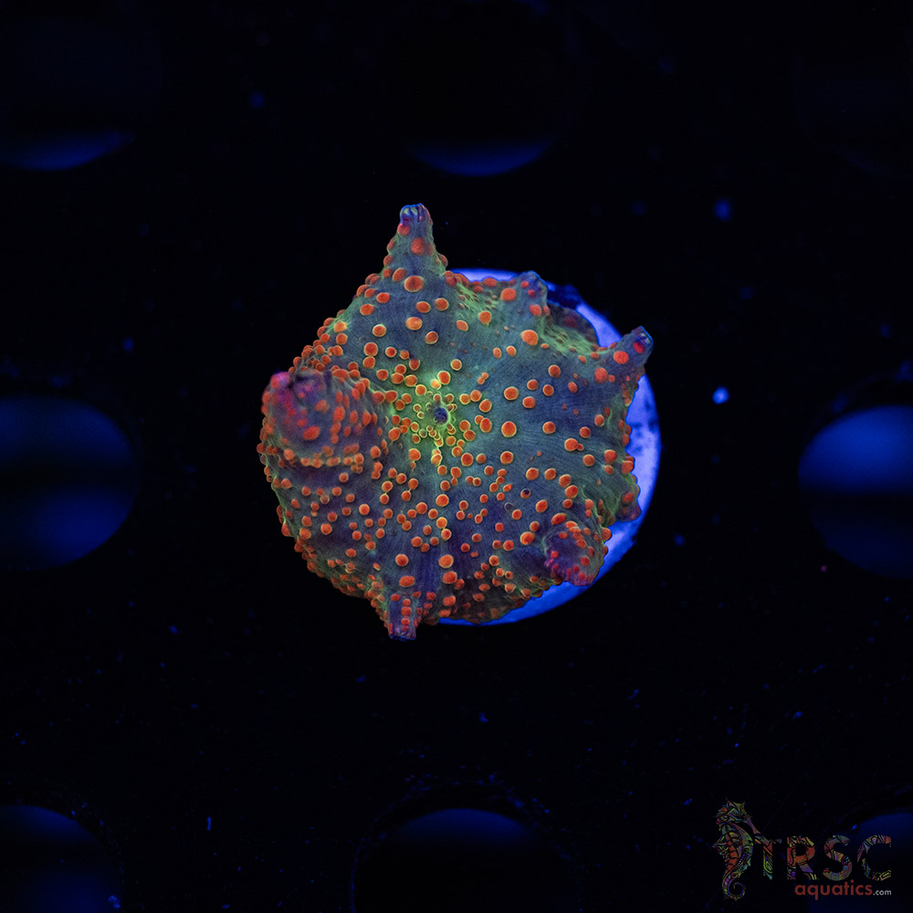 Atlantis Rainbow Discosoma C04 3 Atlantis Rainbow Discosoma C04