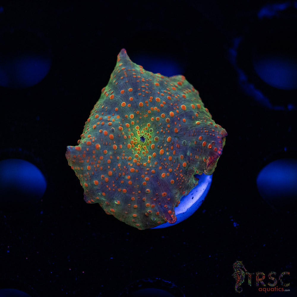 Atlantis Rainbow Discosoma C05 3 Atlantis Rainbow Discosoma C05