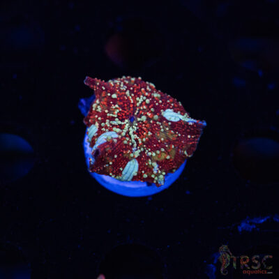 Dragon Lady Bounce Shroom C06