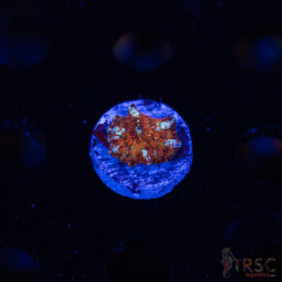 Dragon Lady Bounce Shroom C07