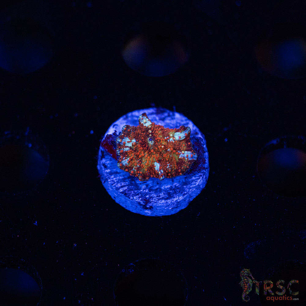 Dragon Lady Bounce Shroom C07 3 Dragon Lady Bounce Shroom C07