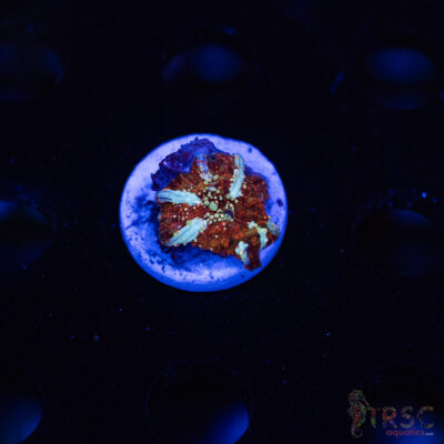 Dragon Lady Bounce Shroom C08