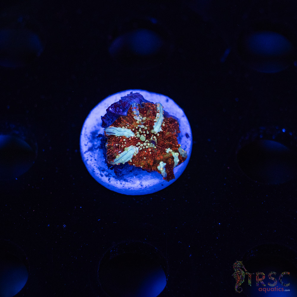 Dragon Lady Bounce Shroom C08 3 Dragon Lady Bounce Shroom C08