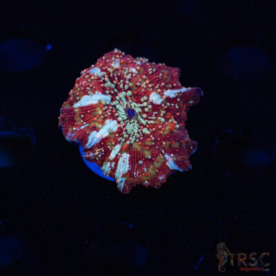 Dragon Lady Bounce Shroom C09