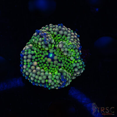 Rainbow Ricordea Yuma D01