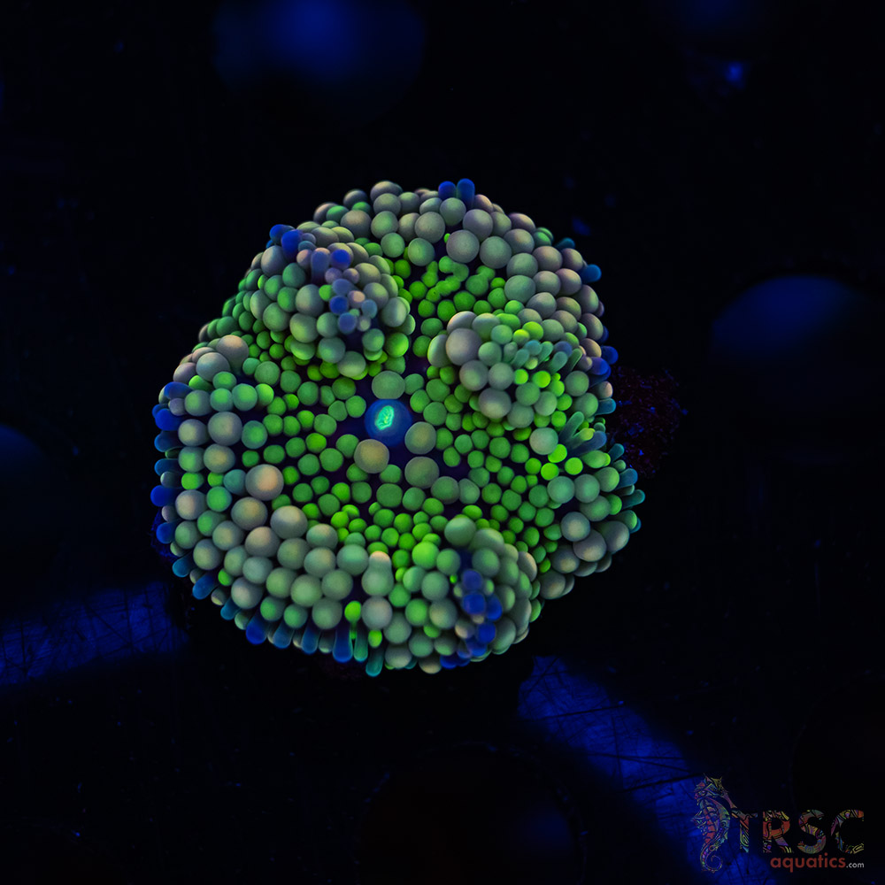 Rainbow Ricordea Yuma D01 3 Rainbow Ricordea Yuma D01