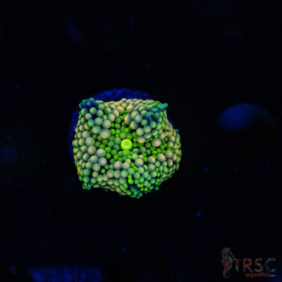 Rainbow Ricordea Yuma D02