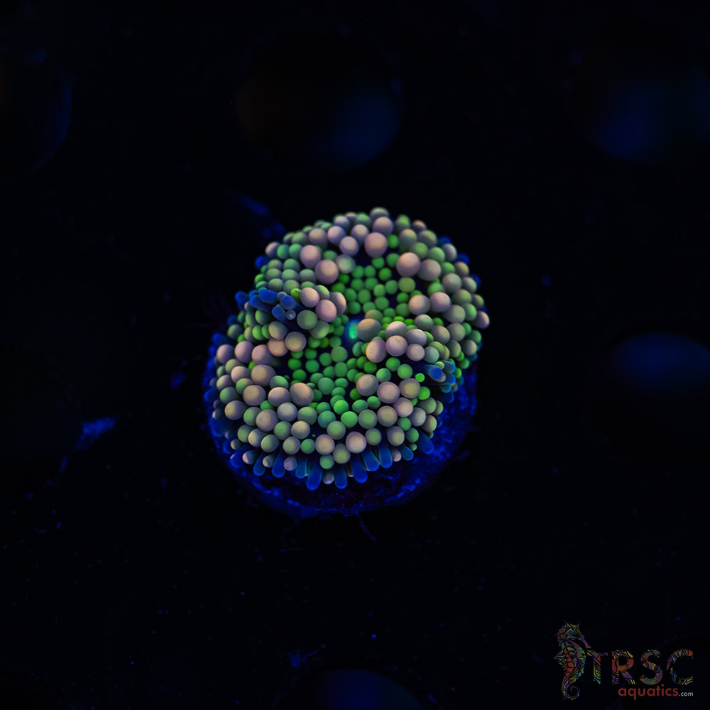 Rainbow Ricordea Yuma D03 3 Rainbow Ricordea Yuma D03