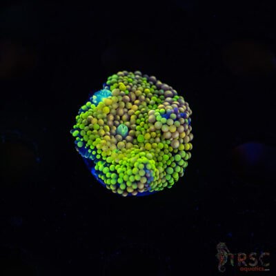 Rainbow Ricordea Yuma D07