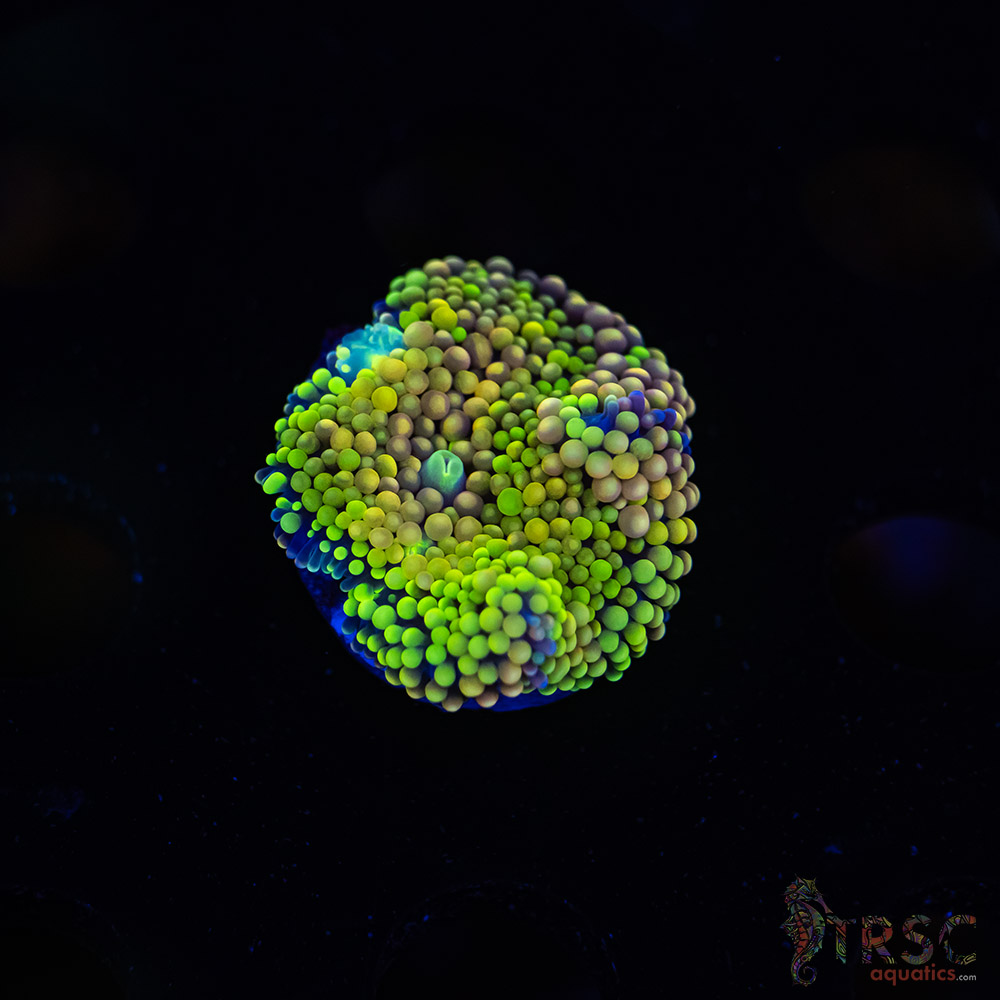 Rainbow Ricordea Yuma D07 3 Rainbow Ricordea Yuma D07