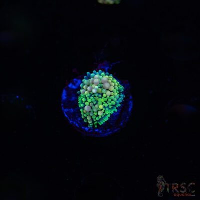 Rainbow Ricordea Yuma D08