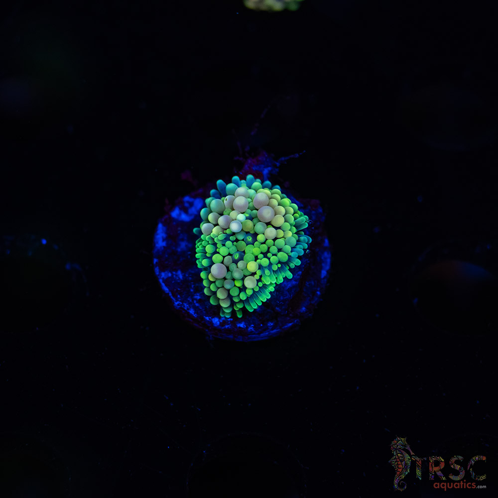 Rainbow Ricordea Yuma D08 3 Rainbow Ricordea Yuma D08