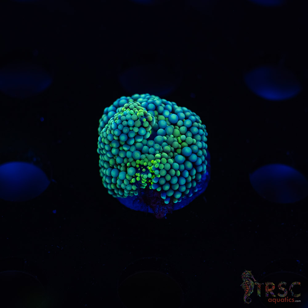 Rainbow Ricordea Yuma D10 3 Rainbow Ricordea Yuma D10