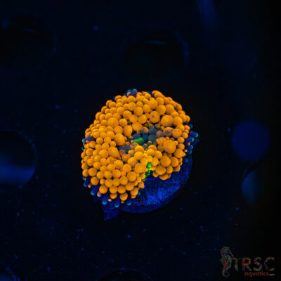 Rainbow Ricordea Yuma E04