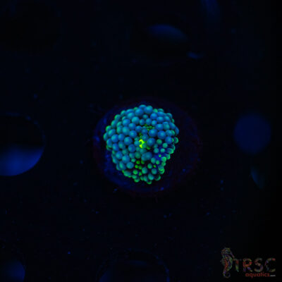 Rainbow Ricordea Yuma E05