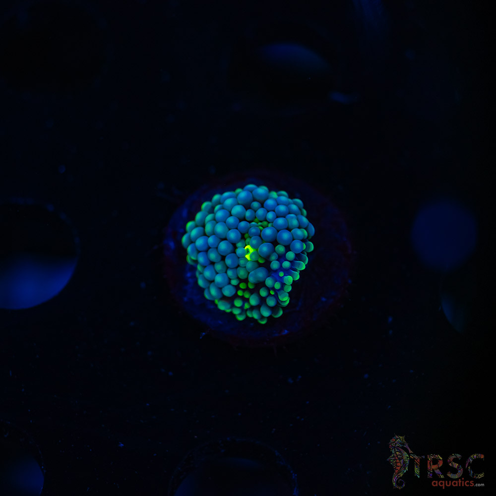 Rainbow Ricordea Yuma E05 3 Rainbow Ricordea Yuma E05