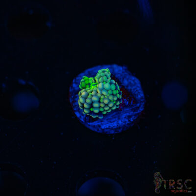 Rainbow Ricordea Yuma E06