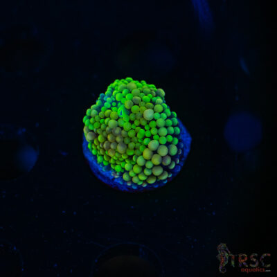 Rainbow Ricordea Yuma E08