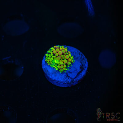 Rainbow Ricordea Yuma E09