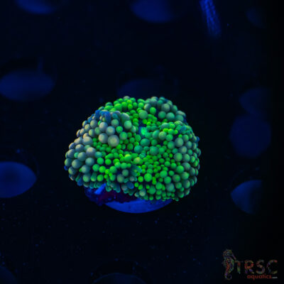 Rainbow Ricordea Yuma E10