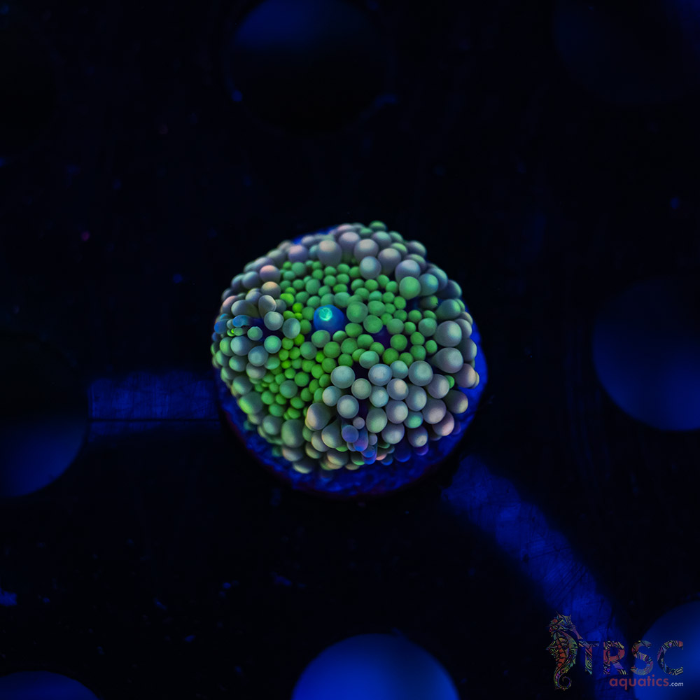 Rainbow Ricordea Yuma F01 3 Rainbow Ricordea Yuma F01