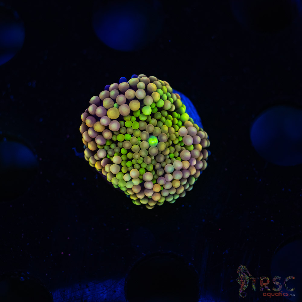 Rainbow Ricordea Yuma F02 3 Rainbow Ricordea Yuma F02