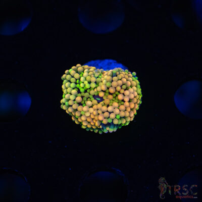 Rainbow Ricordea Yuma F03