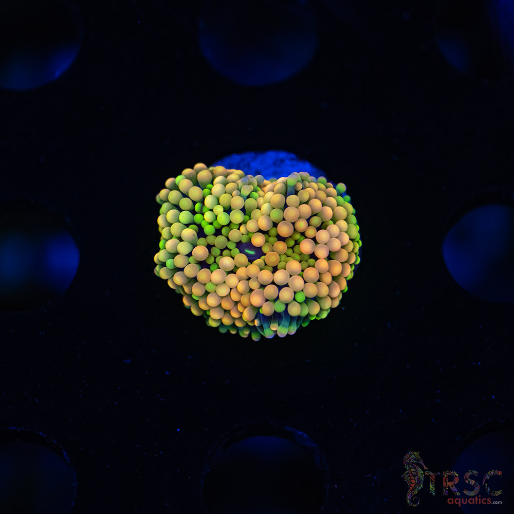 Rainbow Ricordea Yuma F03 3 Rainbow Ricordea Yuma F03