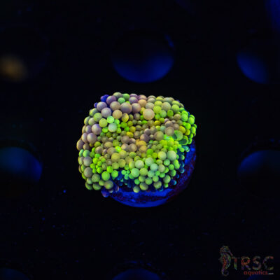 Rainbow Ricordea Yuma F04