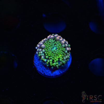 Rainbow Ricordea Yuma F05