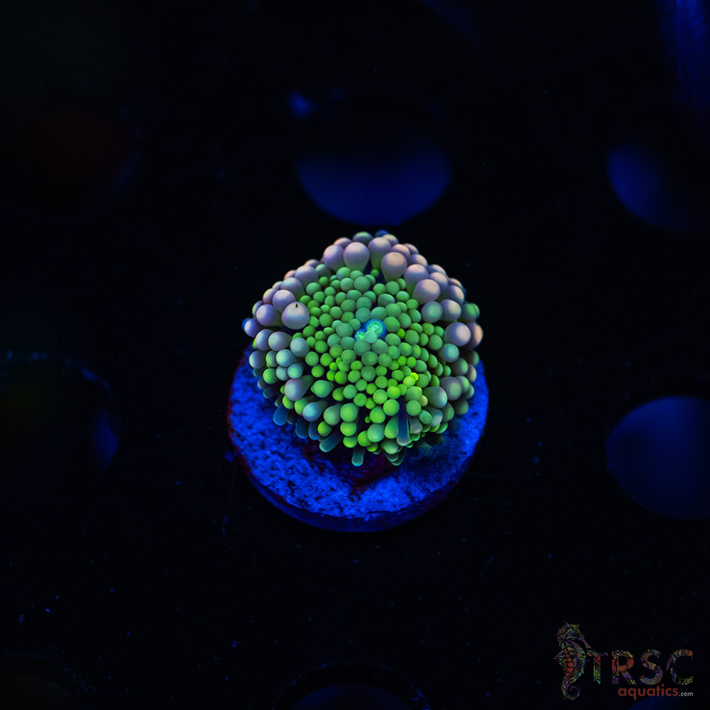 Rainbow Ricordea Yuma F05 3 Rainbow Ricordea Yuma F05