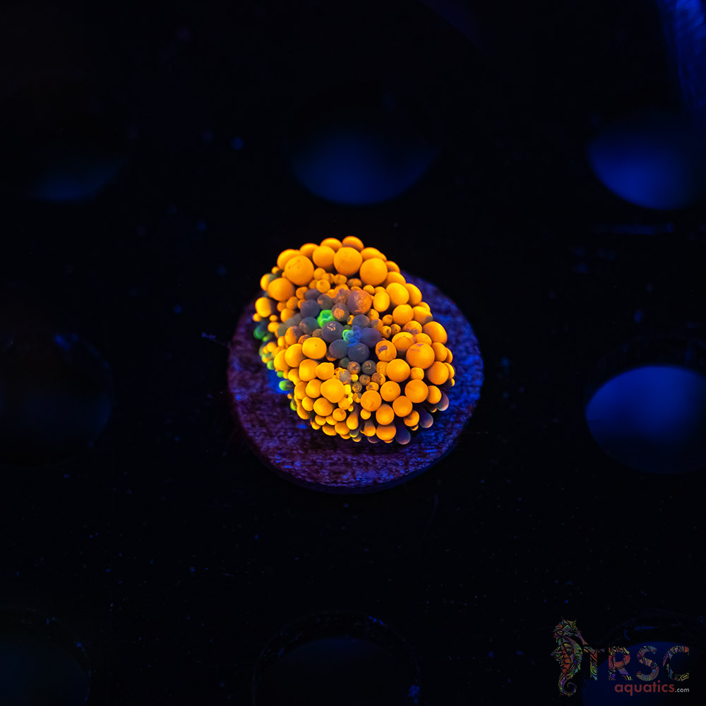 Rainbow Ricordea Yuma F07 3 Rainbow Ricordea Yuma F07