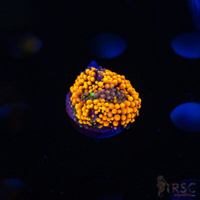 Rainbow Ricordea Yuma F08