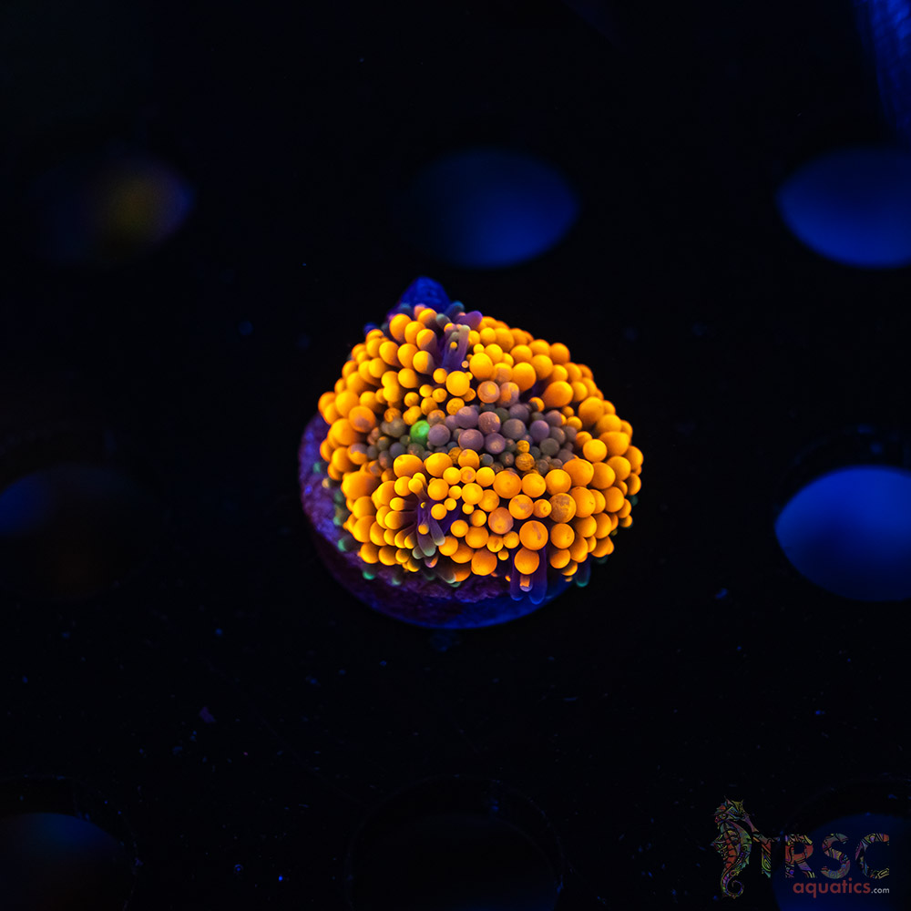 Rainbow Ricordea Yuma F08 3 Rainbow Ricordea Yuma F08