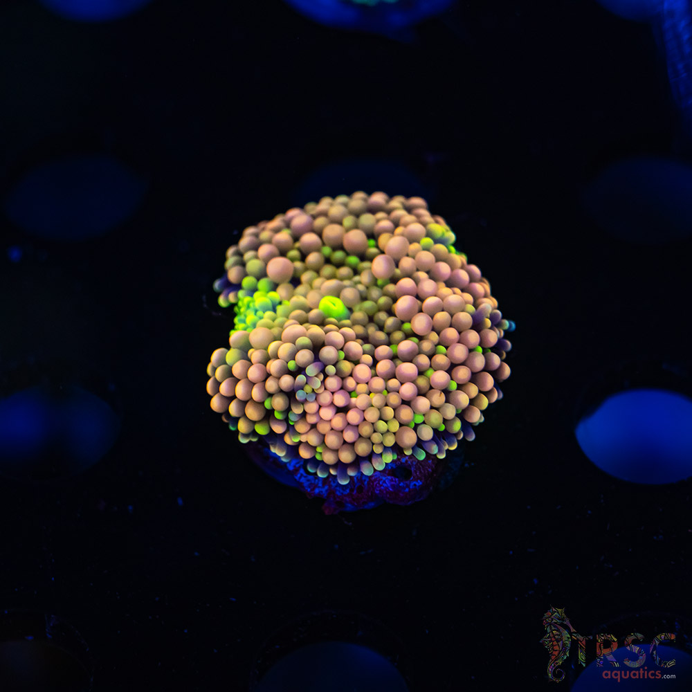 Rainbow Ricordea Yuma F09 3 Rainbow Ricordea Yuma F09