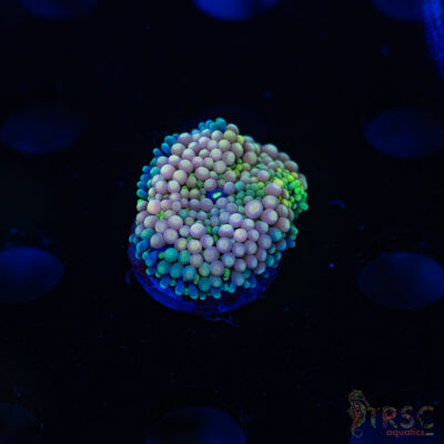 Rainbow Ricordea Yuma F10