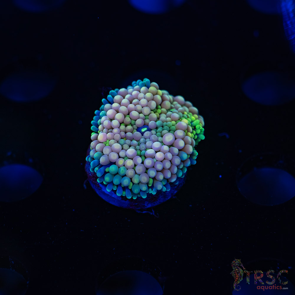 Rainbow Ricordea Yuma F10 3 Rainbow Ricordea Yuma F10