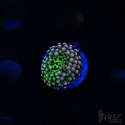 Rainbow Ricordea Yuma G02