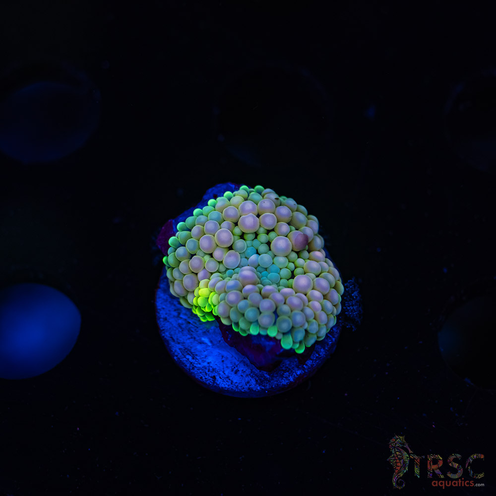 Rainbow Ricordea Yuma G03 3 Rainbow Ricordea Yuma G03