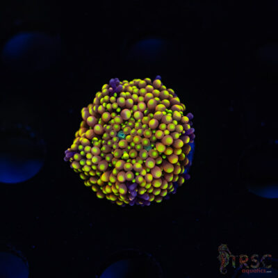 LIVE CORALS FOR SALE LPS, SPS, SOFTIES & DRY GOODS 24 Rainbow Ricordea Yuma G04
