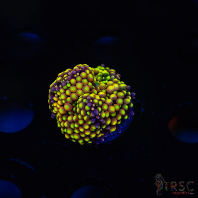 Rainbow Ricordea Yuma G06