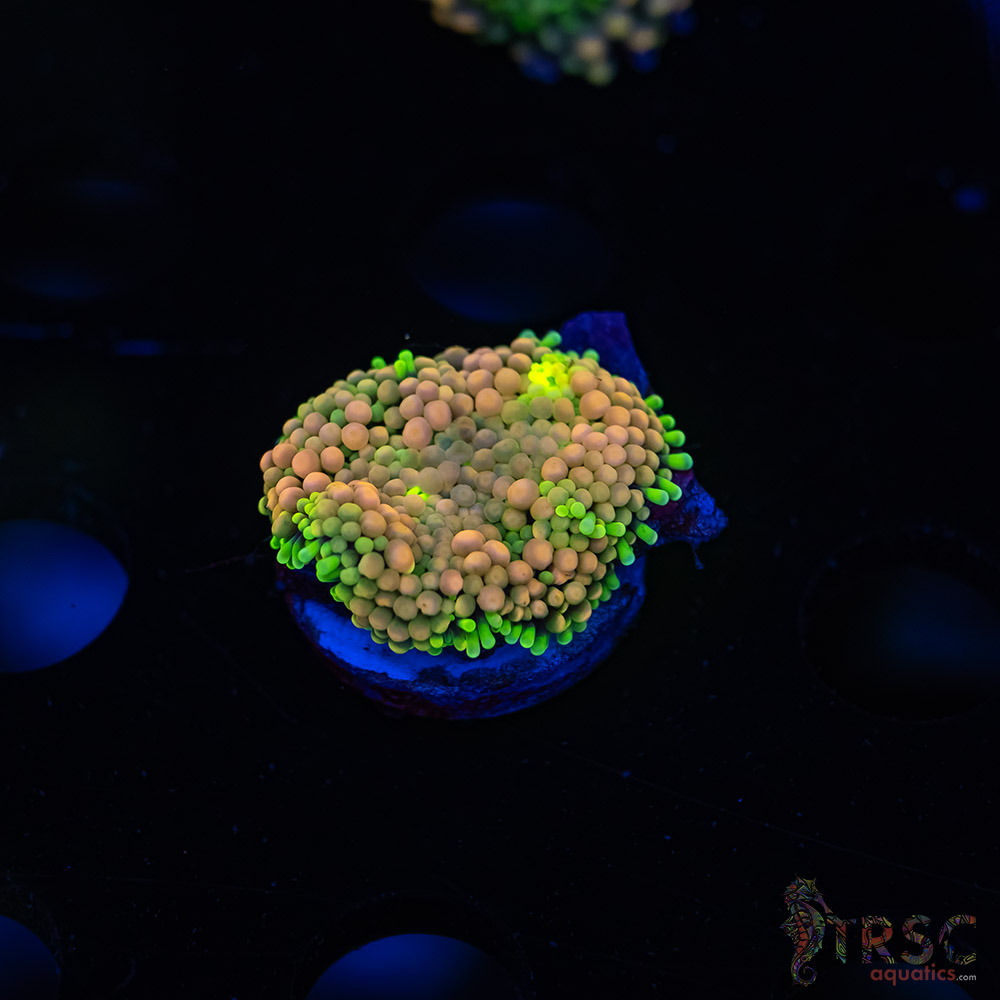 Rainbow Ricordea Yuma G07 3 Rainbow Ricordea Yuma G07