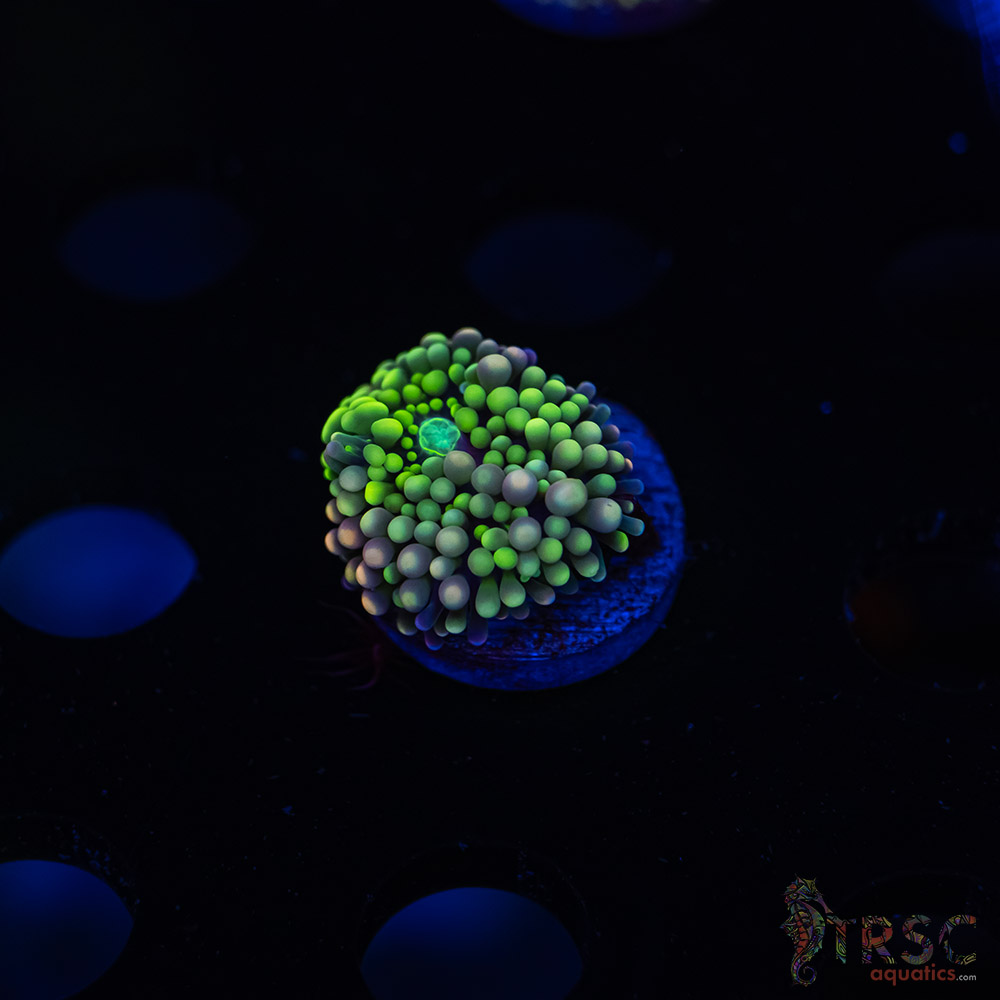 Rainbow Ricordea Yuma G09 3 Rainbow Ricordea Yuma G09